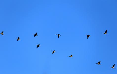 鹅, 加拿大鹅, 飞, 鸟类, 短划线, 蓝色, 汉密尔