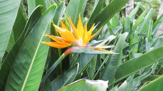 特内里费岛, 自然, 花, 开花, 绽放, 植物, 叶