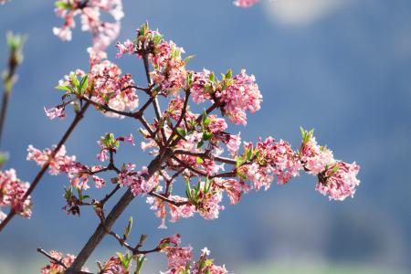 kolkwitzia, 花, 粉色, 春天, 布什, 自然, 竹