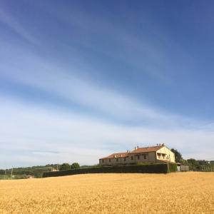 房子, 夏季, 小麦