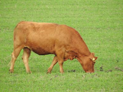 母牛, 牧场, 吃草, 牛肉