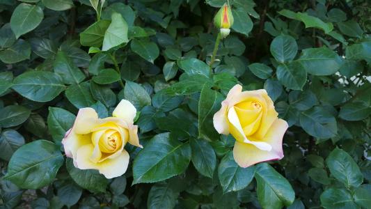 玫瑰, 黄色, 春天, 自然, 玫瑰-花, 花瓣, 花
