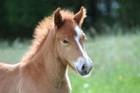 小马驹, 冰岛马驹, 冰岛马, 可爱, 马, 甜, 动物