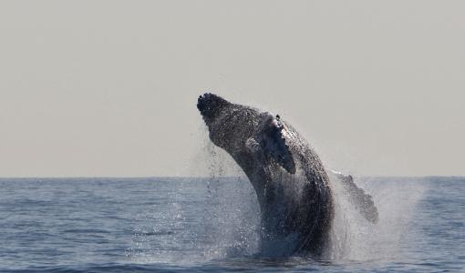 驼背鲸, 跳跃, 违反, 海洋, 哺乳动物, 海洋, 喷雾