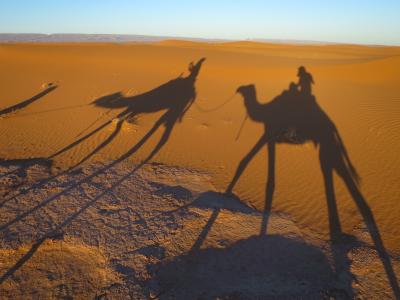 沙漠, 沙子, 影子骆驼, 摩洛哥, 沙丘, 自然, 骆驼
