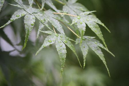 雨水滴, 涓涓细流, 后, 秋天的落叶, 叶子, 叶子, 绿叶