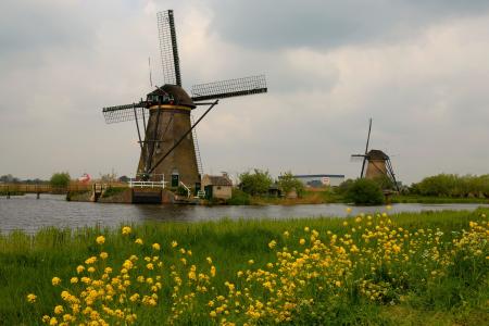 荷兰, 自然, 假日, 景观, 花, 植物