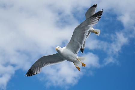 海鸥, 鸟, 若要迁移, 和平, 背景, 白色, 翼
