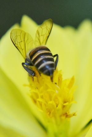 蜜蜂, anthophila, 蜂蜜, 蜂蜜蜂, 活动, 忙, 快速