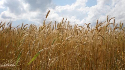 的谷物, 耳朵, 粮食生产, 小麦, 夏季, 自然, 农业