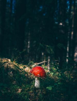 选择性, 摄影, 红色, 蘑菇, 森林, 木材, 毒蕈