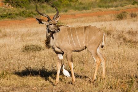 捻角羚, 动物世界, 南非, 动物, 野生动物, 大羚羊, 自然