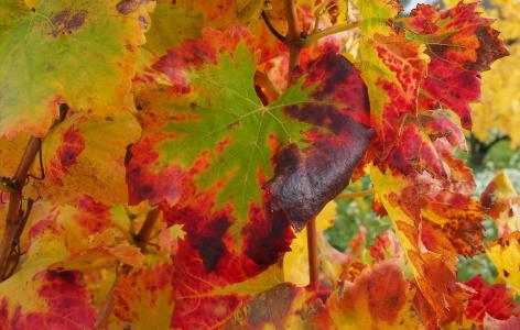 葡萄树, 叶, 颜色, 秋天, 自然, 赛季, 黄色