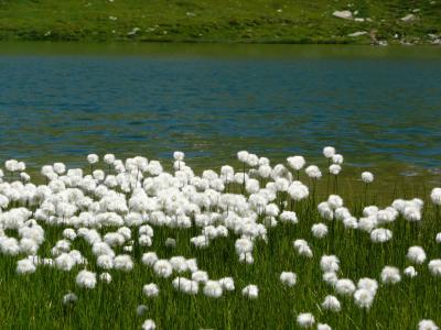 bergsee, 花, 水, 白色, 自然, 湖, 牧场