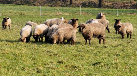 牧场, 羊, 羊群, 羊毛, 群羊, 自然, 动物
