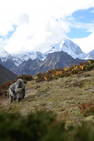 尼泊尔, 喜马拉雅山, 牦牛