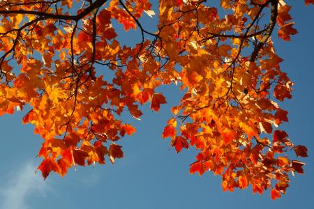 叶子, 秋天, 秋天的颜色, 分公司, 枫树, 宏 platanoides, 黄色