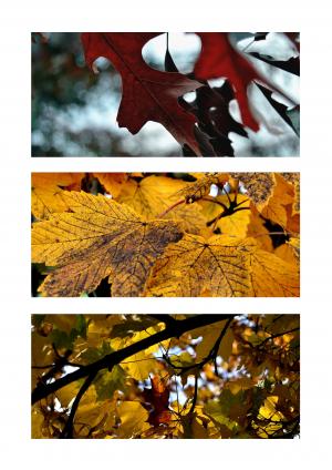 树木, 叶子, 秋天