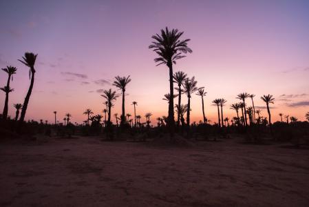 棕榈树, 棕榈, 日落, 沙漠, 沙子, 摩洛哥, 摩洛哥