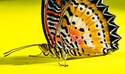 蝴蝶, 昆虫, 蝴蝶-昆虫, 自然, 动物, 动物的翼, 黄色