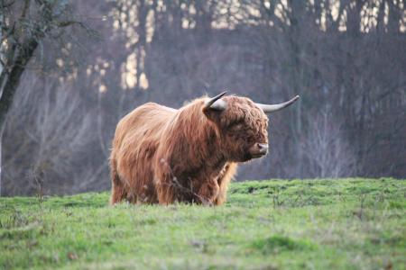 高地公牛, 苏格兰高地牛, kyloe, 苏格兰牛肉
