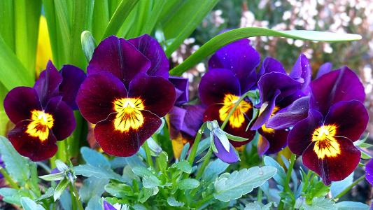 三色堇, 花, 开花, 绽放, 紫罗兰类, 春天, 紫罗兰色