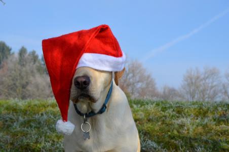 拉布拉多犬, 圣诞老人, 圣诞节, 狗, 圣诞老人的帽子, 拉布拉多, 猎犬