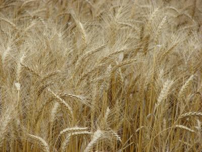 小麦, 小麦穗, 麦田, 谷物, 穗粒, 种子, 农业