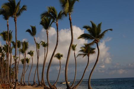 蓬塔卡纳, 加勒比海, 棕榈树, 酒店, 自然, 海滩, 游泳池
