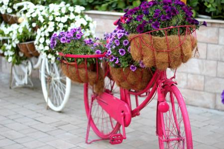 花卉自行车, 花园, 装饰, 阿拉伯联合酋长国, 迪拜奇迹花园, 风格, 设计