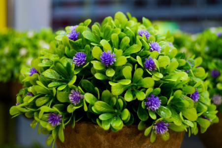 紫色的花, 花瓶, 花, 绿色的树叶, 小花, 装饰, 植物