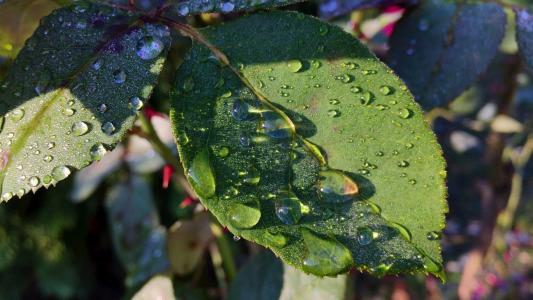 叶子, 露水, 自然, 科尔, 上升, 在上午