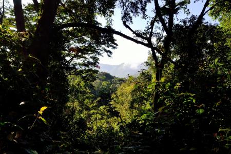 布温迪坚不可摧的森林, 乌干达, 非洲, 自然, 美丽, 景观, 树