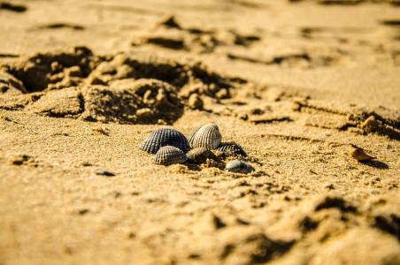 海滩, 自然, 贝壳, 沙子, 纯度
