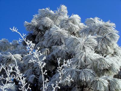 弗罗斯特, 冰, 圣诞节, 冬天, 感冒, 树木
