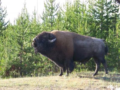 野牛, 怀俄明州, 黄石, 野生动物, 哺乳动物, 喇叭, 水牛城