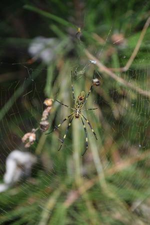 蜘蛛, 蜘蛛网, 自然, 昆虫, 蛛形纲动物, 网络, 蜘蛛网