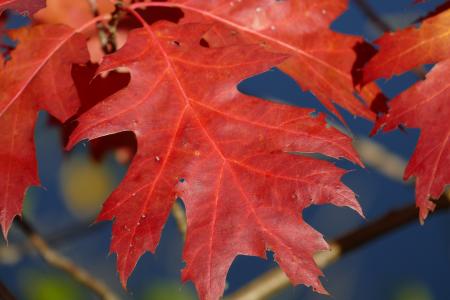 宏观, 秋天的叶子, 无梗的橡树, 秋天的色彩, 叶, 自然, 叶子