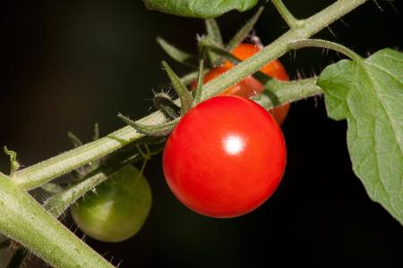 番茄, 龙葵圣女, paradeisapfel, 成长, nachtschattengewächs, 食品, 作物