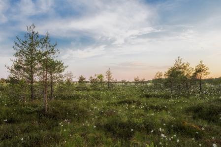 爱沙尼亚, 景观, 风景名胜, 天空, 云彩, 树木, 植物