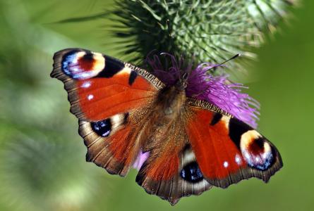 昆虫, 自然, 生活, 蝴蝶-昆虫, 动物的翼, 动物, 大自然的美