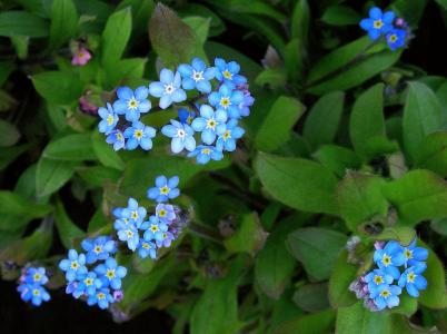 蓝色的花朵, 花瓣, 草甸, 叶子, 矢车菊, 植物, 自然