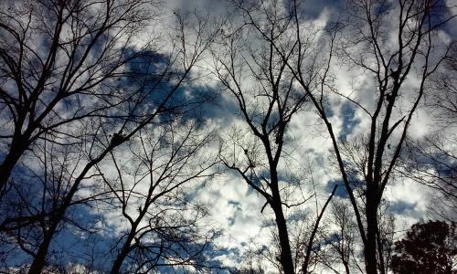 树对天空, 云彩, 树木, 天空, 自然, 剪影, 户外