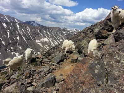 山山羊, 山羊, 山, 进退两难的高峰, 动物