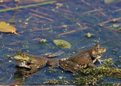 青蛙, 青蛙, 池塘, 动物, 两栖类动物, 水, 特写