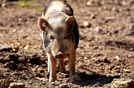 小型猪, 猪, 动物, 小猪, 动物世界, 脏, 野生动物摄影