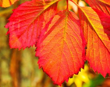 秋天, 叶, 自然, 赛季, 树, 红色, 黄色
