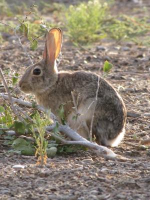 沙漠皮特, 兔子, 小兔子, 野兔, 野生动物, 自然, 可爱