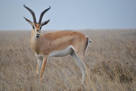 非洲, 坦桑尼亚, 国家公园, 野生动物园, 塞伦盖蒂, 羚羊, 野生动物