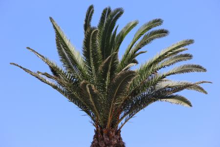棕榈树, 希腊语, 关于